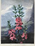Thornton: Carnations-Caldwall-Stretched Canvas