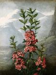 Sheep Laurel-Caldwell-Mounted Giclee Print