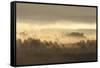 Caledonian Pine Forest in Mist at Sunrise, Rothiemurchus Forest, Cairngorms Np, Scotland, UK-Mark Hamblin-Framed Stretched Canvas