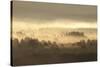 Caledonian Pine Forest in Mist at Sunrise, Rothiemurchus Forest, Cairngorms Np, Scotland, UK-Mark Hamblin-Stretched Canvas