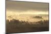 Caledonian Pine Forest in Mist at Sunrise, Rothiemurchus Forest, Cairngorms Np, Scotland, UK-Mark Hamblin-Mounted Photographic Print