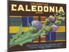 Calendonia Orange Crate Label-null-Mounted Art Print