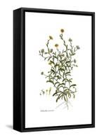 Calendula arvensis, Flora Graeca-Ferdinand Bauer-Framed Stretched Canvas