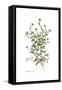 Calendula arvensis, Flora Graeca-Ferdinand Bauer-Framed Stretched Canvas