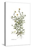 Calendula arvensis, Flora Graeca-Ferdinand Bauer-Stretched Canvas