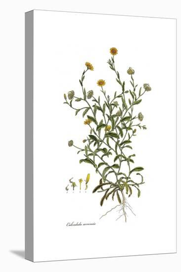 Calendula arvensis, Flora Graeca-Ferdinand Bauer-Stretched Canvas