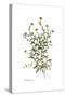 Calendula arvensis, Flora Graeca-Ferdinand Bauer-Stretched Canvas