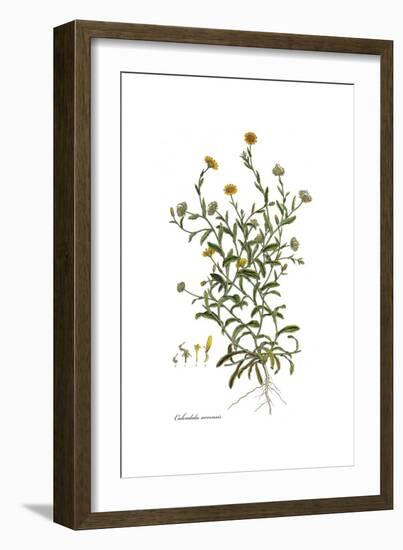 Calendula arvensis, Flora Graeca-Ferdinand Bauer-Framed Giclee Print