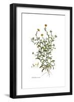 Calendula arvensis, Flora Graeca-Ferdinand Bauer-Framed Giclee Print