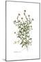 Calendula arvensis, Flora Graeca-Ferdinand Bauer-Mounted Giclee Print
