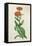 Calendula Officinalis-null-Framed Stretched Canvas