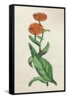 Calendula Officinalis-null-Framed Stretched Canvas