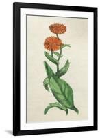 Calendula Officinalis-null-Framed Art Print