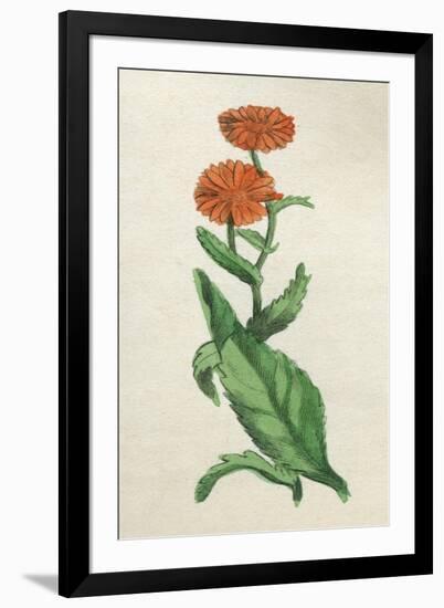 Calendula Officinalis-null-Framed Art Print