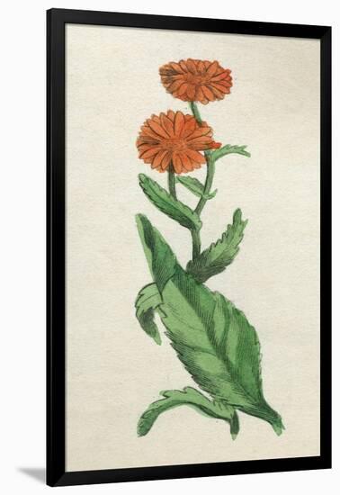 Calendula Officinalis-null-Framed Art Print