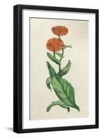 Calendula Officinalis-null-Framed Art Print