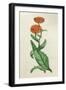 Calendula Officinalis-null-Framed Art Print