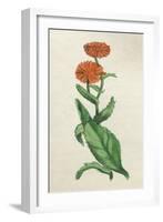 Calendula Officinalis-null-Framed Art Print