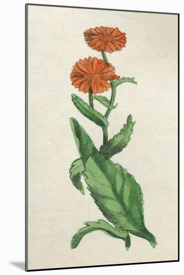 Calendula Officinalis-null-Mounted Art Print