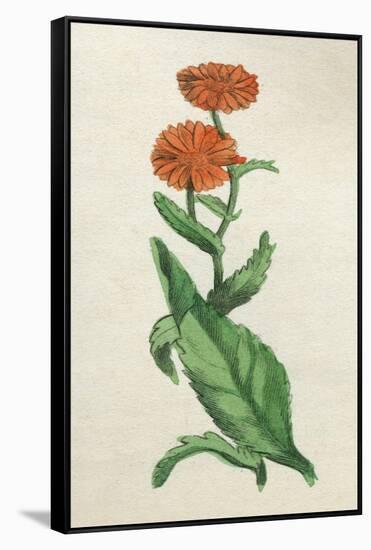 Calendula Officinalis-null-Framed Stretched Canvas