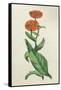 Calendula Officinalis-null-Framed Stretched Canvas