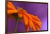 Calendula`s drop-Heidi Westum-Framed Photographic Print