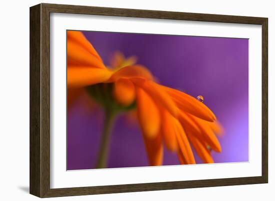 Calendula`s drop-Heidi Westum-Framed Photographic Print