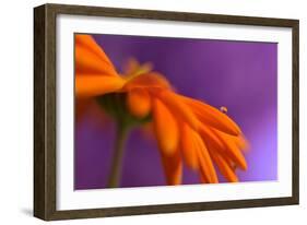 Calendula`s drop-Heidi Westum-Framed Photographic Print