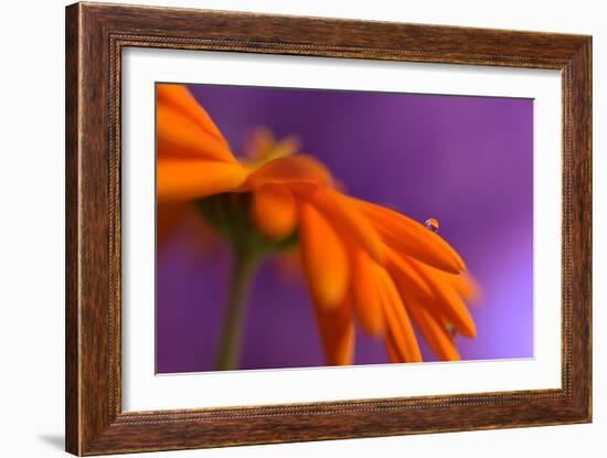 Calendula`s drop-Heidi Westum-Framed Photographic Print