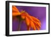 Calendula`s drop-Heidi Westum-Framed Photographic Print