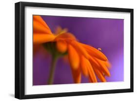 Calendula`s drop-Heidi Westum-Framed Photographic Print