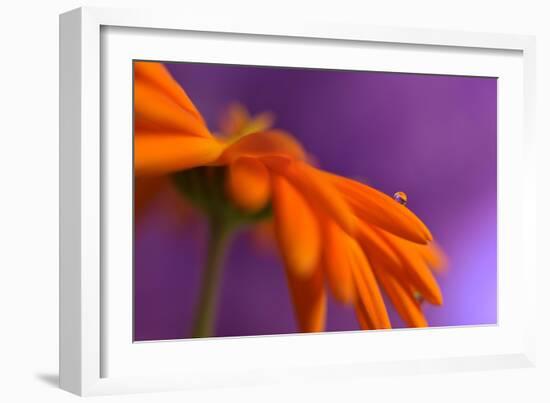 Calendula`s drop-Heidi Westum-Framed Photographic Print