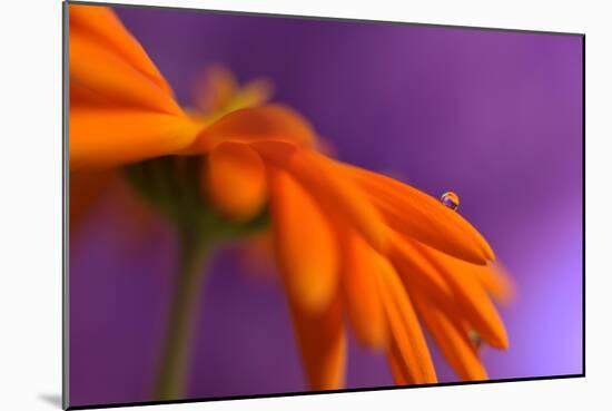 Calendula`s drop-Heidi Westum-Mounted Photographic Print