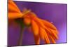 Calendula`s drop-Heidi Westum-Mounted Photographic Print