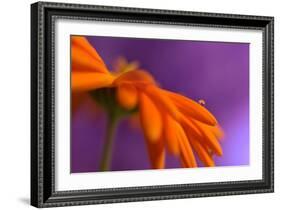 Calendula`s drop-Heidi Westum-Framed Photographic Print