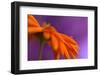 Calendula`s drop-Heidi Westum-Framed Photographic Print