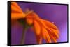 Calendula`s drop-Heidi Westum-Framed Stretched Canvas