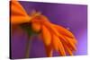 Calendula`s drop-Heidi Westum-Stretched Canvas