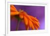 Calendula`s drop-Heidi Westum-Framed Photographic Print