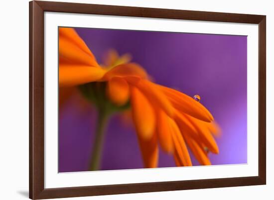 Calendula`s drop-Heidi Westum-Framed Photographic Print