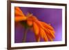 Calendula`s drop-Heidi Westum-Framed Photographic Print