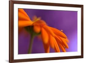 Calendula`s drop-Heidi Westum-Framed Photographic Print