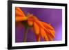 Calendula`s drop-Heidi Westum-Framed Photographic Print