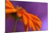 Calendula`s drop-Heidi Westum-Mounted Photographic Print