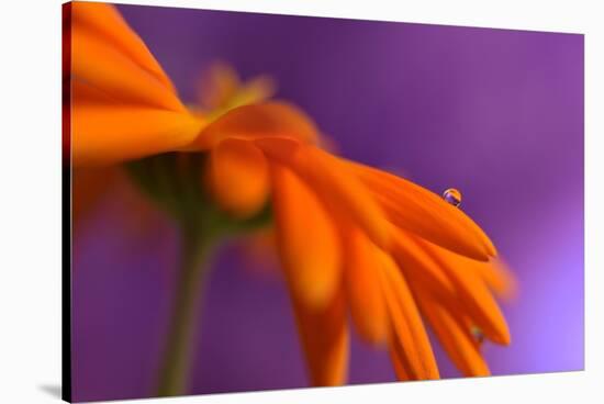 Calendula`s drop-Heidi Westum-Stretched Canvas