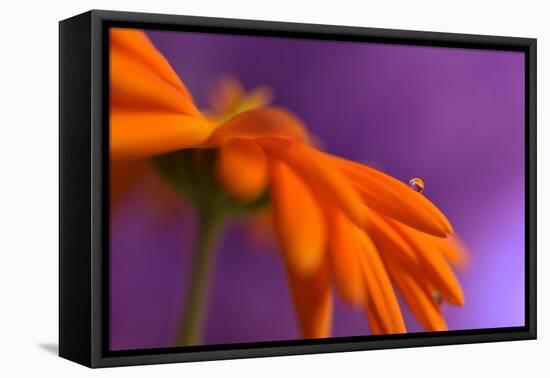 Calendula`s drop-Heidi Westum-Framed Stretched Canvas