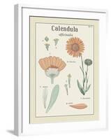 Calendula-Maria Mendez-Framed Giclee Print