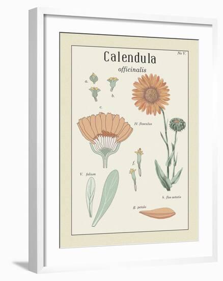 Calendula-Maria Mendez-Framed Giclee Print