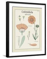 Calendula-Maria Mendez-Framed Giclee Print