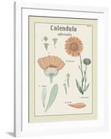 Calendula-Maria Mendez-Framed Giclee Print